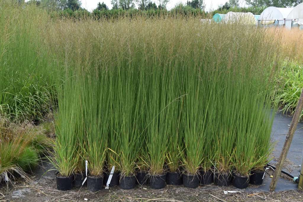 Molinia caerulea ssp. caerulea 'Heidebraut' ---